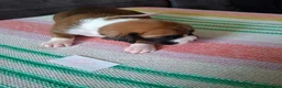 Boxer dogs for sale: Stunning Boxer Puppies in Cannock - Advert 13
