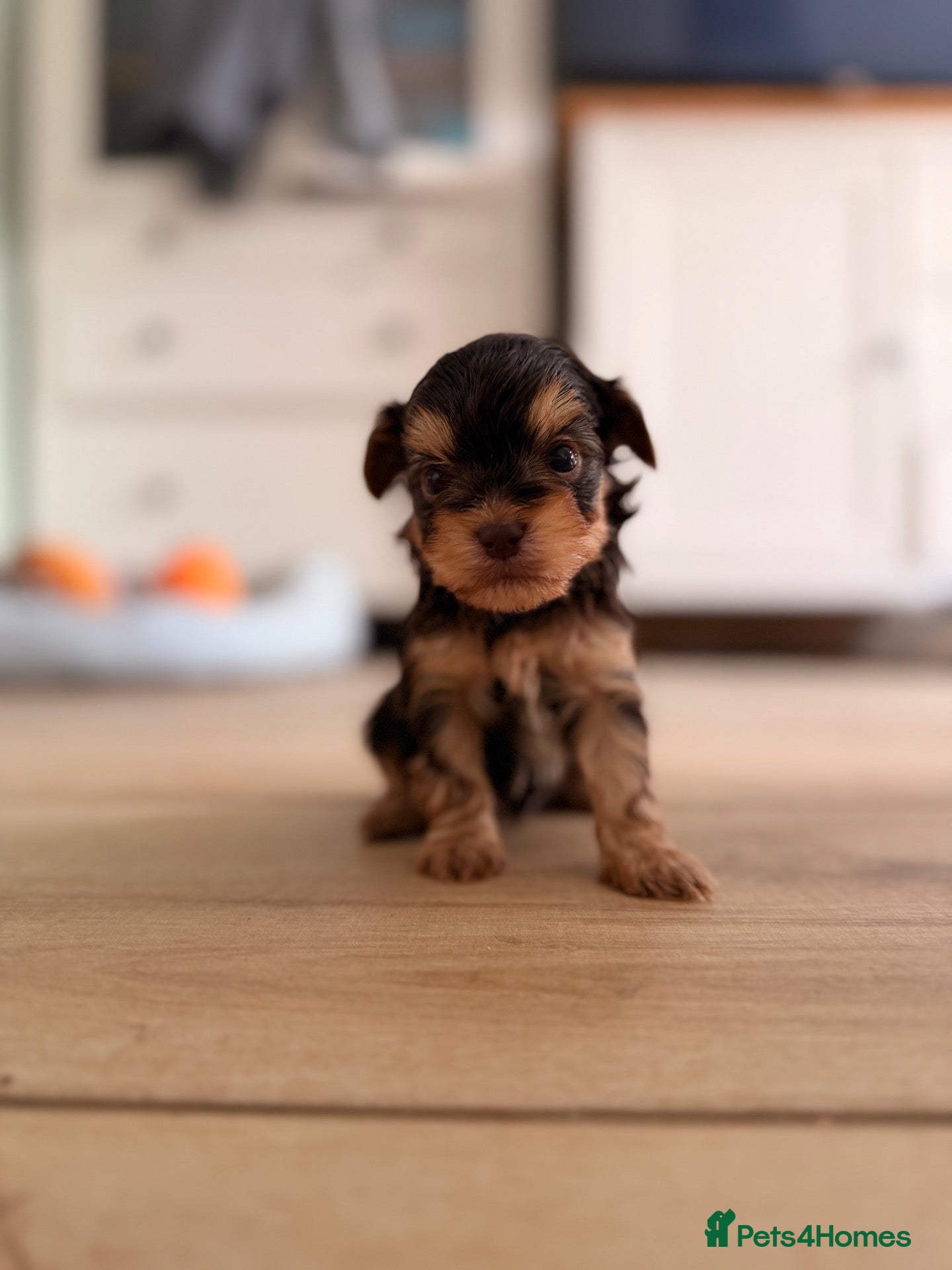 Yorkshire Terrier dogs Beautiful chocolate Biwer Yorkshire Terrier pupp  - Advert 13