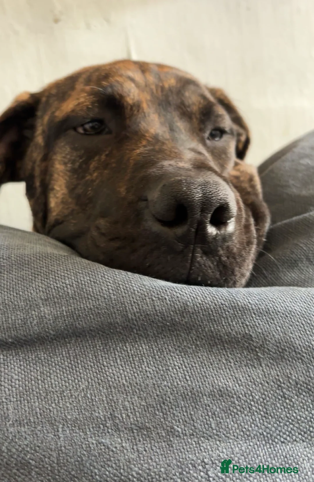 Mixed Breed dogs for sale: NAME IS CHASE!!!! in London - Advert 2
