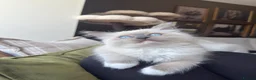 Ragdoll cats for sale: Pure bred European Ragdolls  - Advert 8