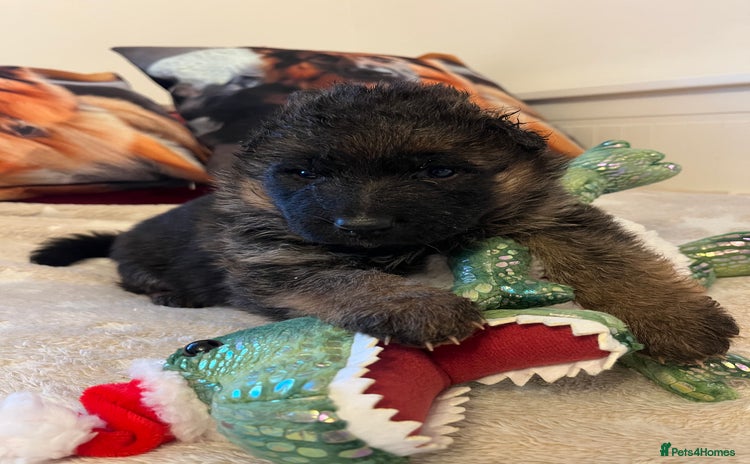 German Shepherd dogs Outstanding long haired Gsd pups  for sale  - Advert 4