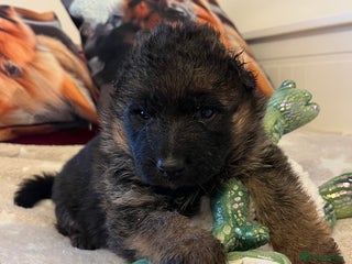 German Shepherd dogs Outstanding long haired Gsd pups for sale - Advert 3