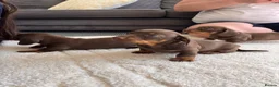 Dachshund dogs for sale: 3 Standard Dachshunds  in Gloucester - Advert 7