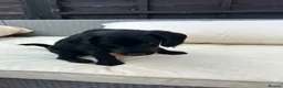 Jackapoo dogs for sale: All black jackapoos in Stevenage - Advert 5