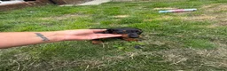 Miniature Dachshund dogs for sale: Miniature Dachshunds puppies in Bishop Auckland - Advert 7