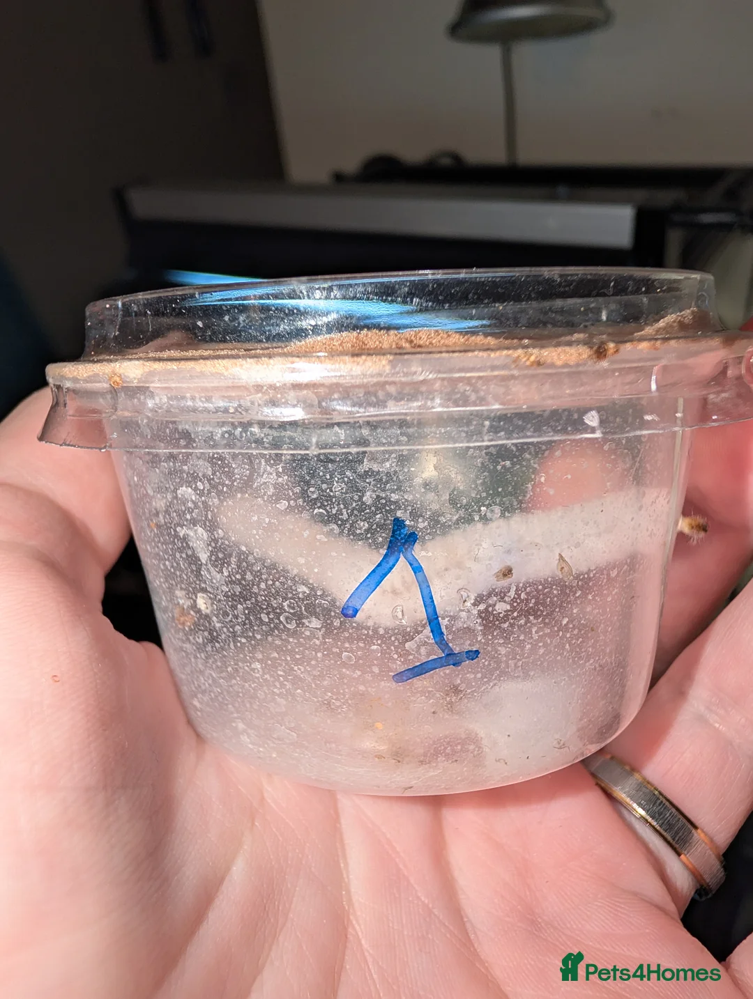 Spiders invertebrates for sale: Phidippus Regius L4 and L5 jumping spiders - Advert 2