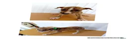 Whippet dogs for sale: Stunning Whippet Puppies for sale in Chesterfield - Advert 11