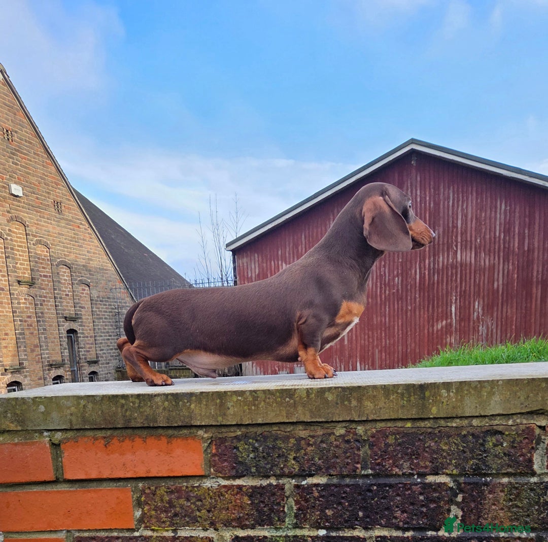 Miniature Dachshund dogs for stud: Choc & Tan carrying blue & piedball Mini Stud - Advert 1
