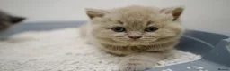 British Shorthair cats for sale: 🌟GCCF BSH Kittens Beautiful Variety of Colours 🌟 - Advert 13
