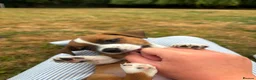 Jack Russell dogs for sale: Jack Russell puppies for sale - Advert 6