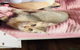 Scottish Fold cats for sale: Last boy available ❤️ looking for new 🏠 - Image 11