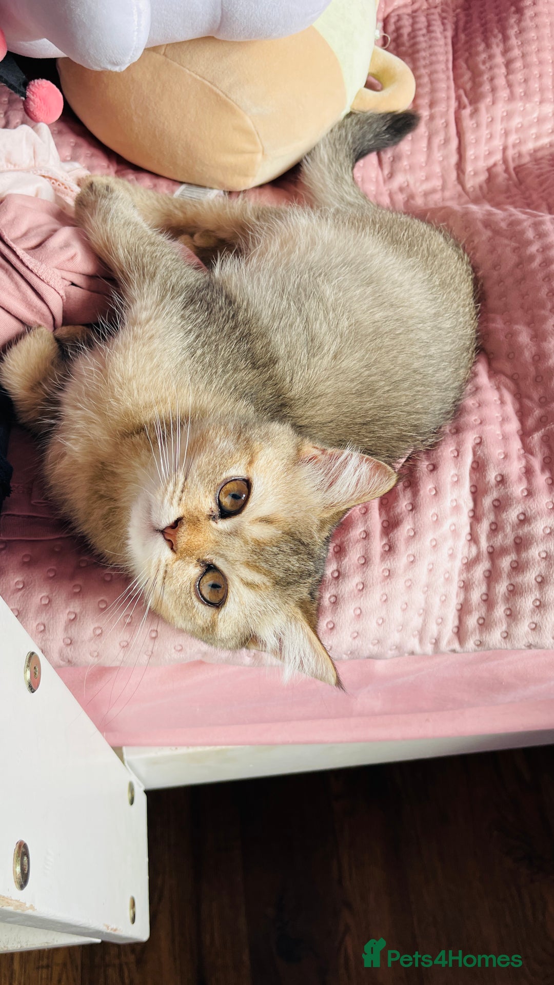 Scottish Fold cats for sale: Last boy available ❤️ looking for new 🏠 - Image 11