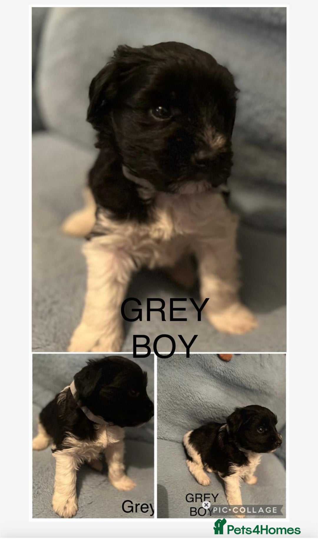 Miniature Schnauzer dogs for sale: OMG ❤️RARE  PEDIGREE PARTI MINIATURE SCHNAUZER  - Advert 7