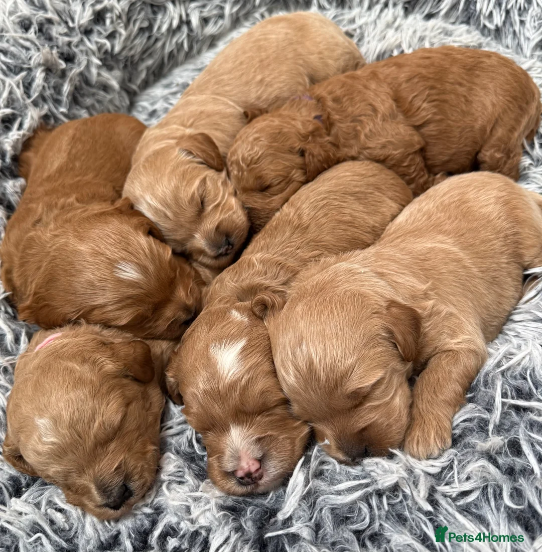 Double Doodle dogs for sale: Australian Double Doodle pups  - Advert 2