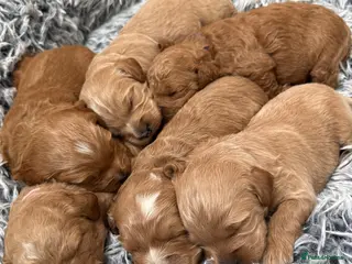 Double Doodle dogs Australian Double Doodle pups - Advert 10