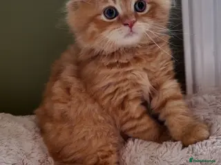 British Shorthair cats One BSH & One BLH Kittens - Advert 6