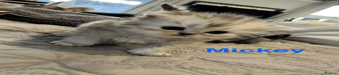 Mickey