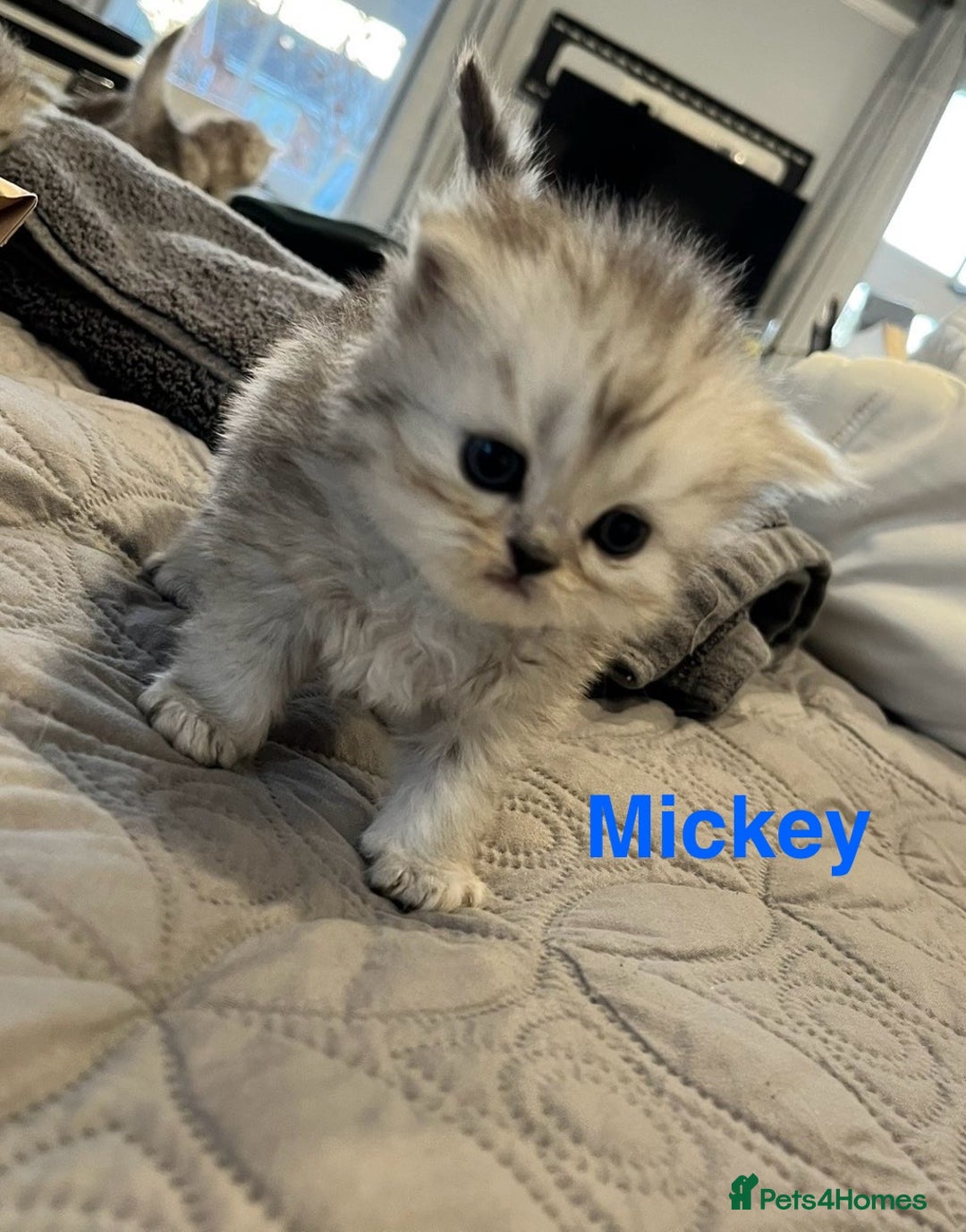 Persian cats for sale: Gorgeous litter of 6 PKD Negative Persian kittens - Image 20