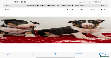 English Bull Terrier dogs - Advert 3