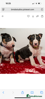 English Bull Terrier dogs - Advert 3