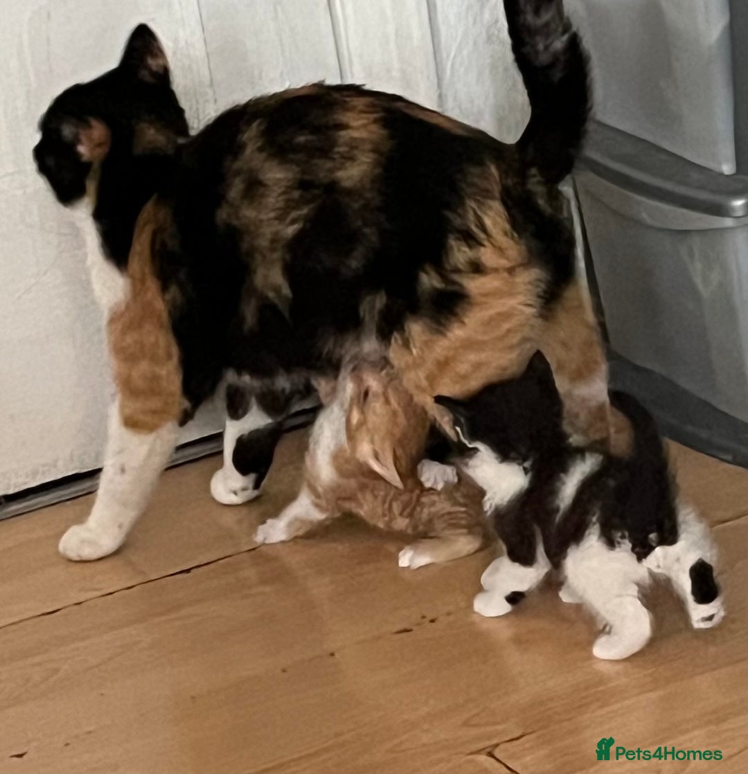 Mixed Breed cats for sale: 5 beautiful kittens  - Advert 34