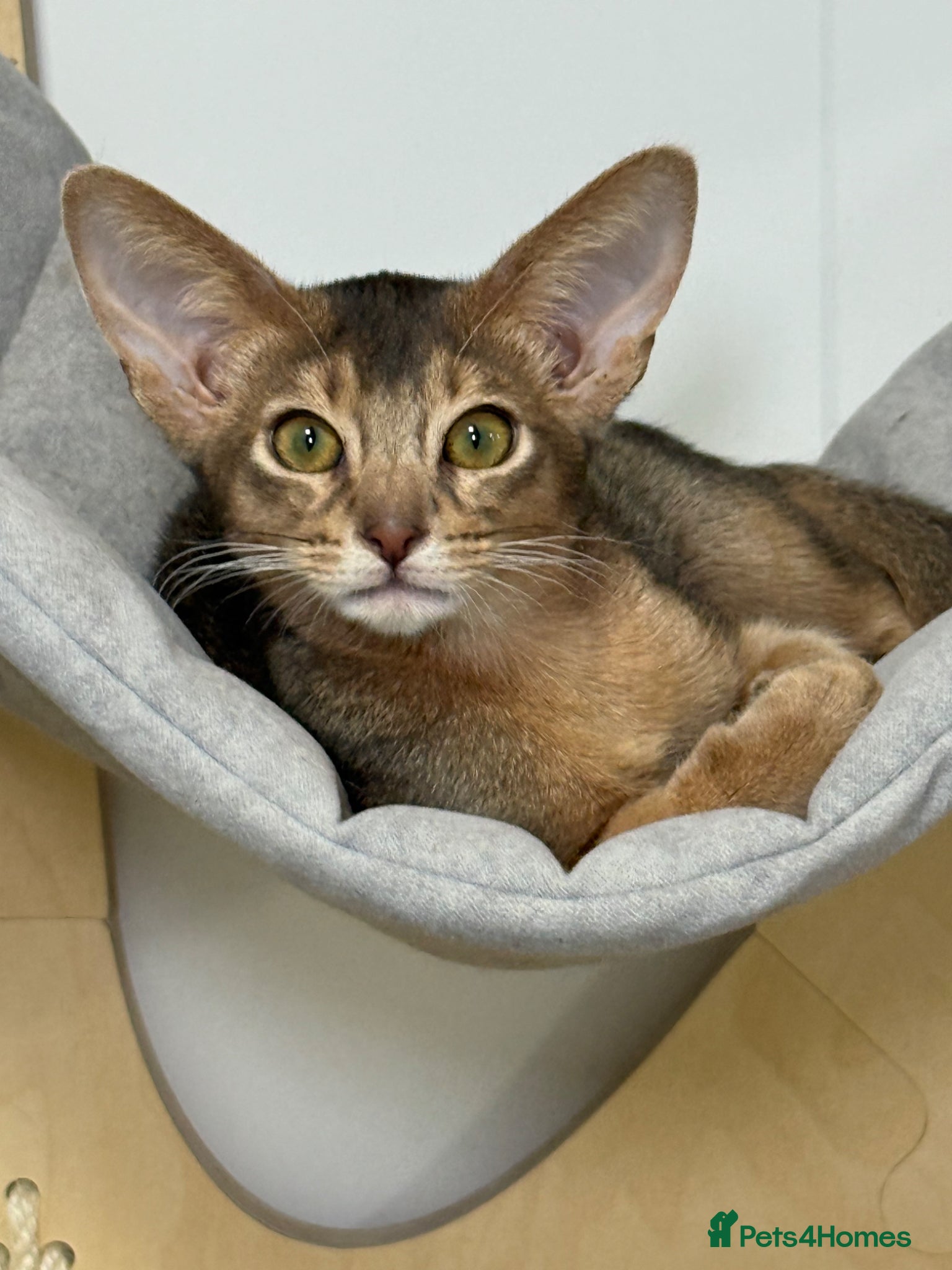 Abyssinian cats     Gorgeous kittens from champion parents 😽 - Advert 3