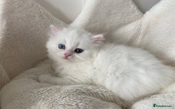 Persian cats for sale: white and orange cream doll face Persians - Image 16