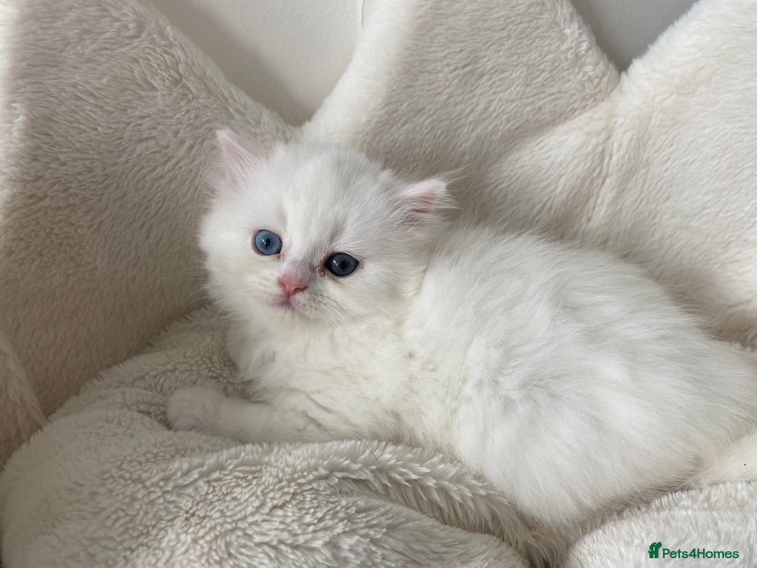Persian cats for sale: white and orange cream doll face Persians - Image 16