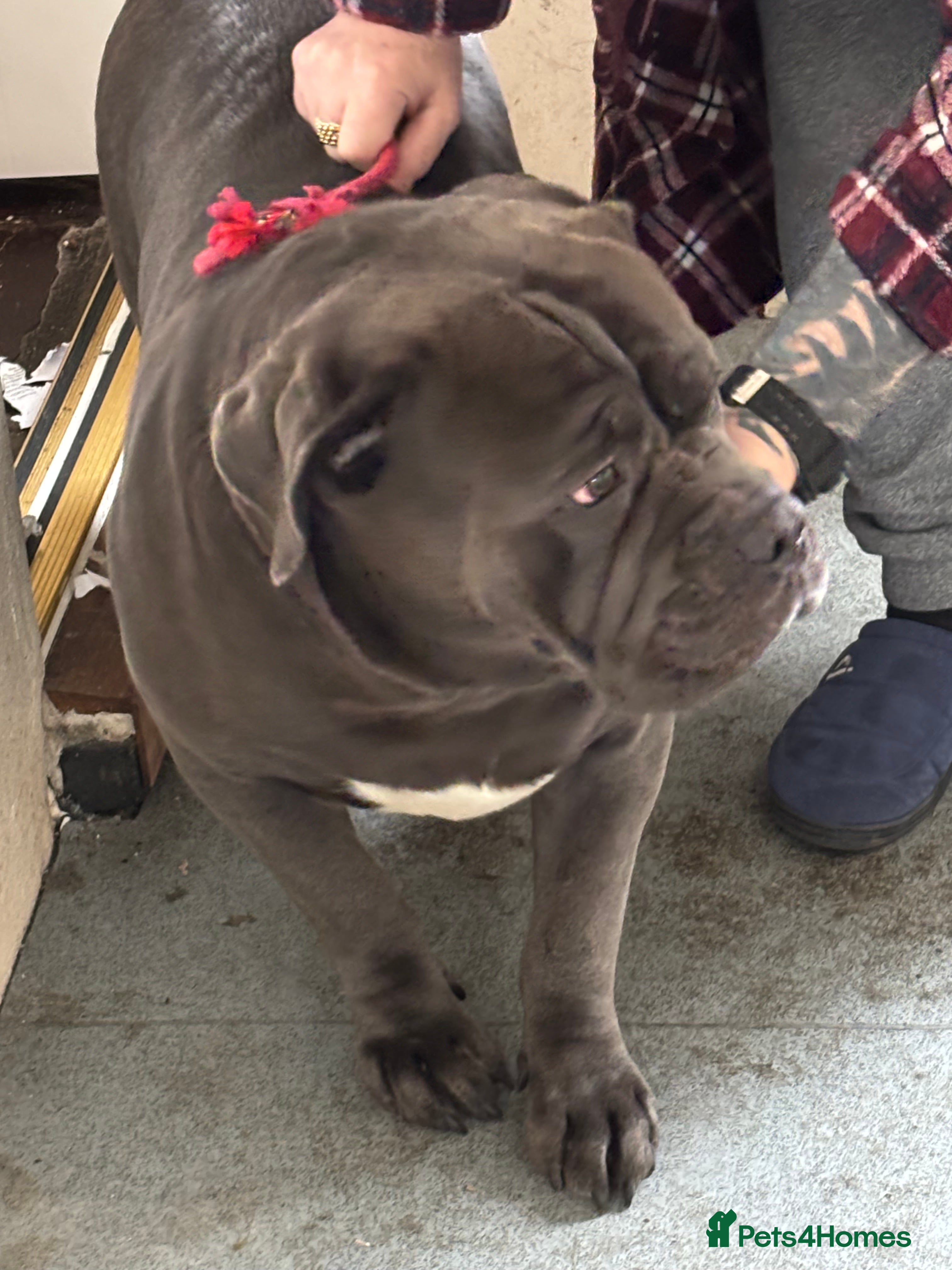 Cane Corso dogs 2 year cane corso male - Advert 16