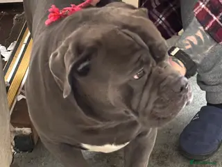 Cane Corso dogs 2 year cane corso male - Advert 2