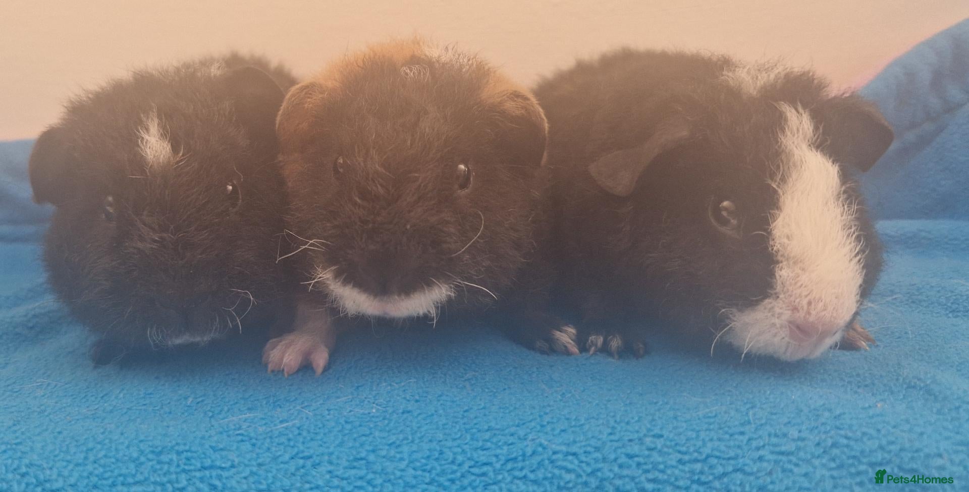 Guinea Pig rodents 3 purebred tricolour teddy male guinea pigs - Advert 1