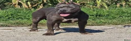 Staffordshire Bull Terrier dogs for sale: Staffordshire Bull Terrier  in Wolverhampton - Advert 11