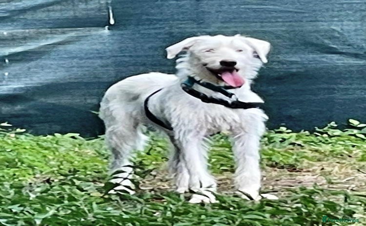 Mixed Breed dogs - Advert 1