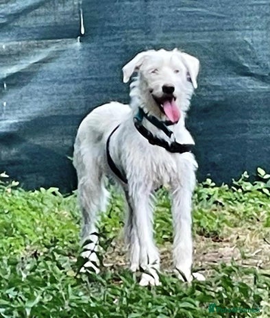 BENJI - a handsome & gentle Boy for a Loving Home