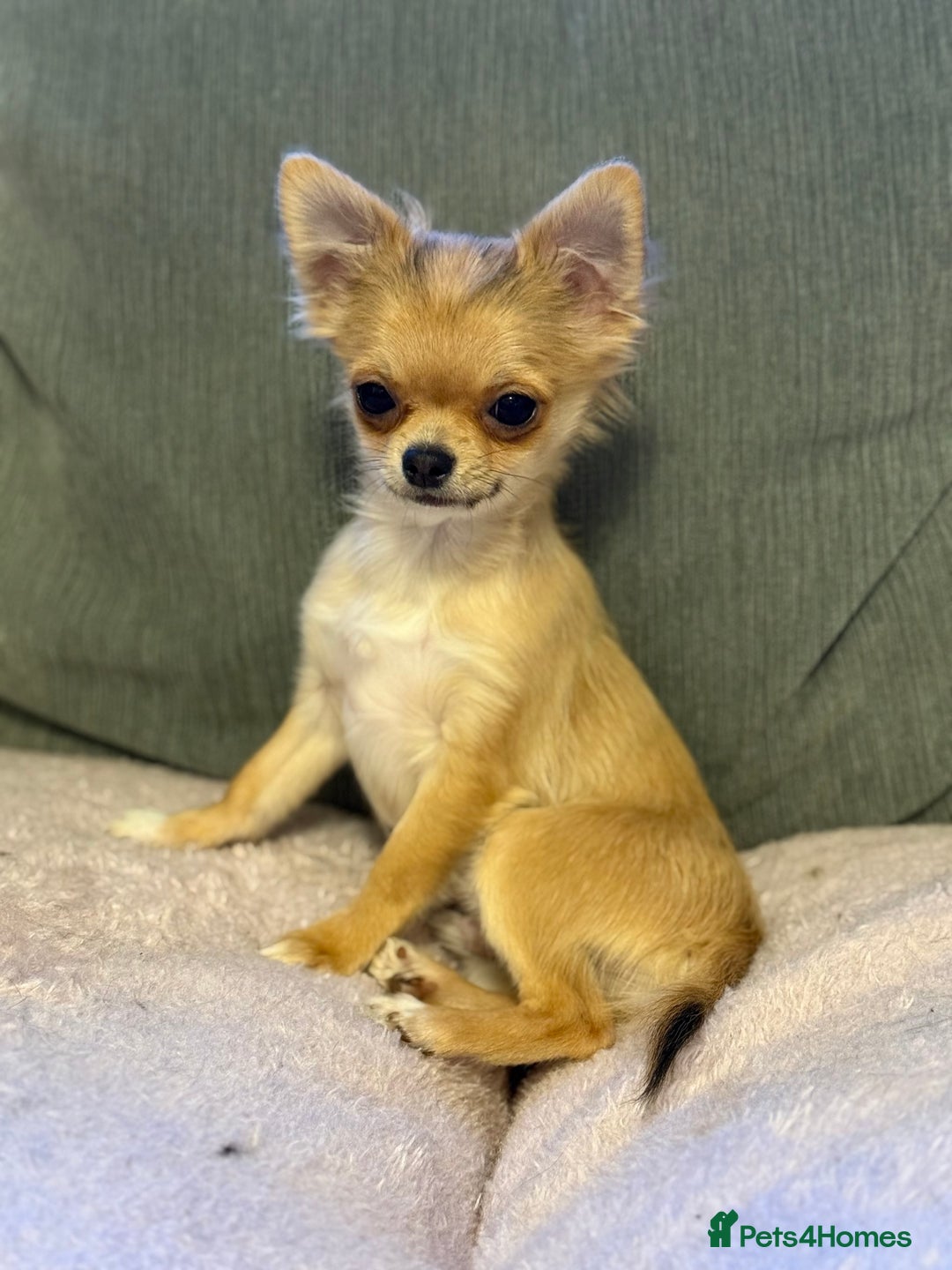 Chihuahua dogs for sale: Last show quality KC long coat Boy  - Advert 24
