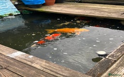 Koi Carp fish for sale: Koi carp and all my pond equipment  - Image 4