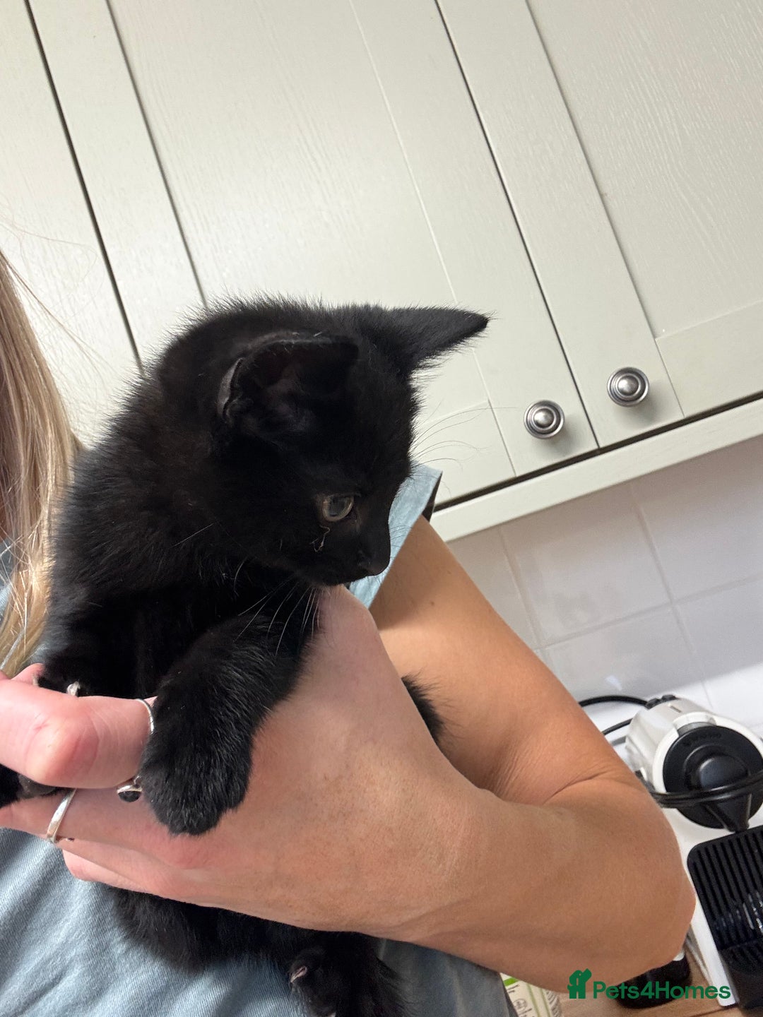 British Shorthair cats for sale: Short haired kittens  - Image 4