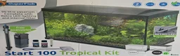 Goldfish fish for sale: Goldfish in Kingston upon Thames - Advert 10
