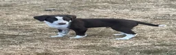 Border Collie dogs for sale: Welsh Border Collie Puppies Ready now - Advert 12