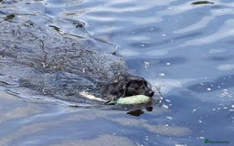 Labrador Retriever dogs for sale: RUBY Black Strong lab bitch  - Image 9