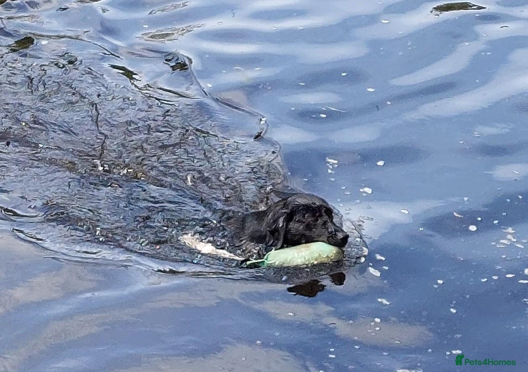 Labrador Retriever dogs for sale: RUBY Black Strong lab bitch  - Image 9