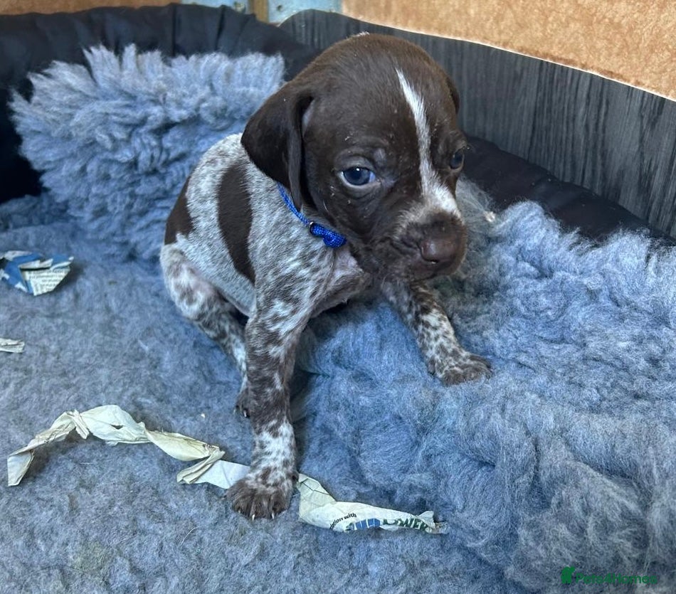 German Shorthaired Pointer dogs Pure KC GSP Puppies for sale! (6 pups available) - Advert 2