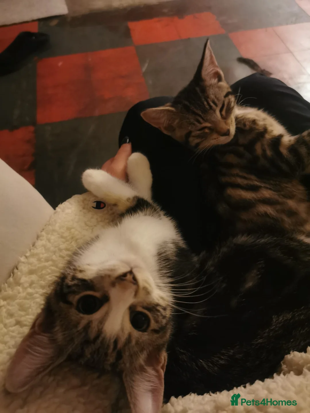 Mixed Breed cats for sale: 1 male 3 female kittens  in Manchester - Advert 13