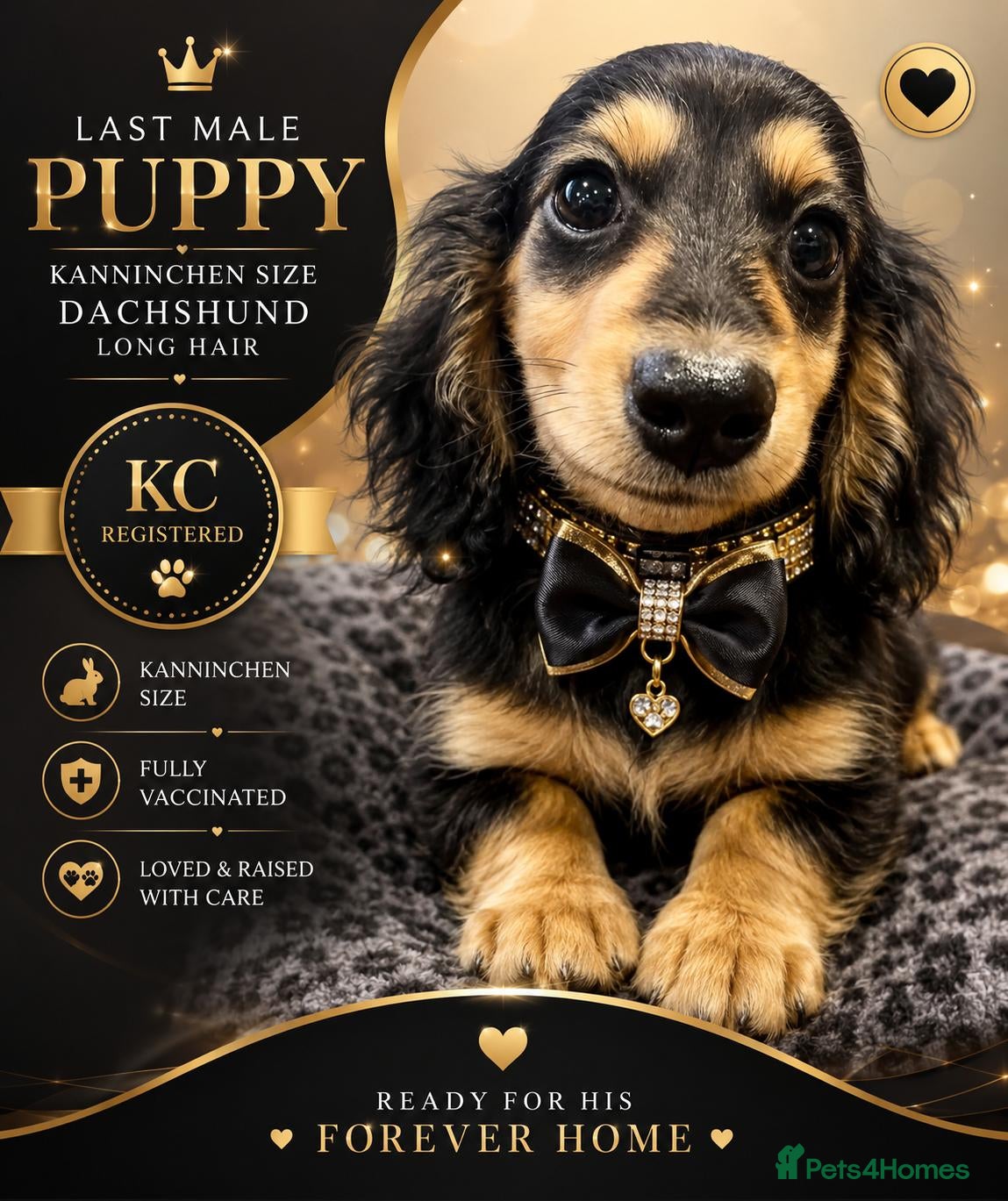 Miniature Dachshund dogs KC reg Kanninchen size long Coat Dachshund Puppies - Advert 1