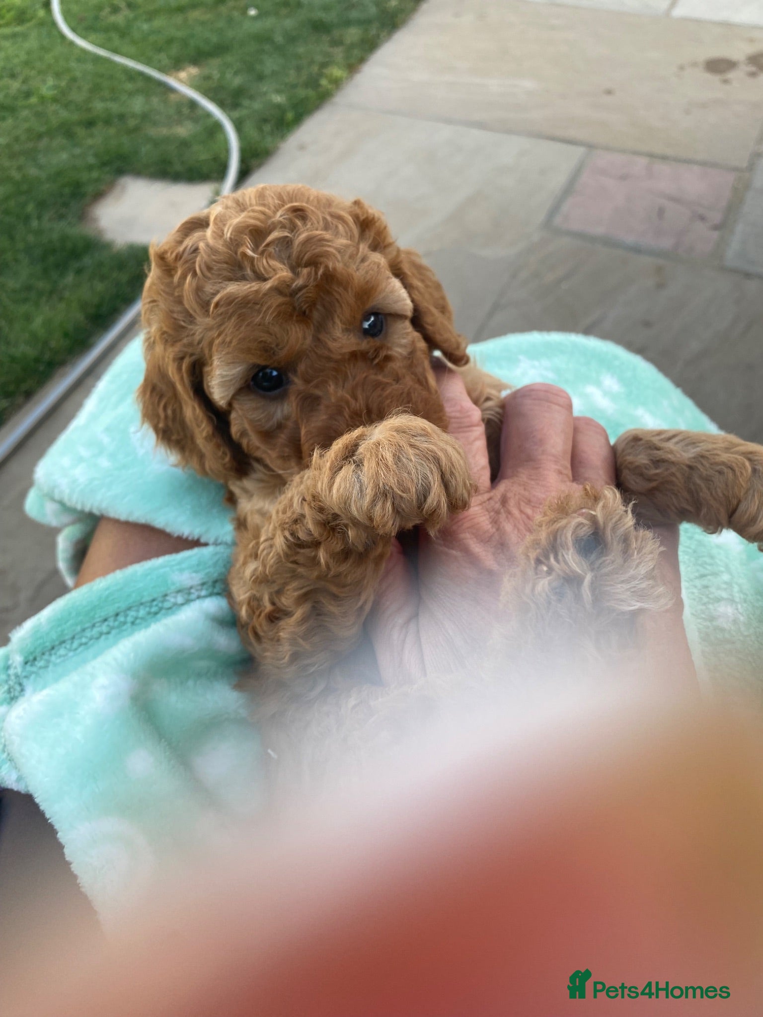 Miniature Poodle dogs Miniature poodle  - Advert 2