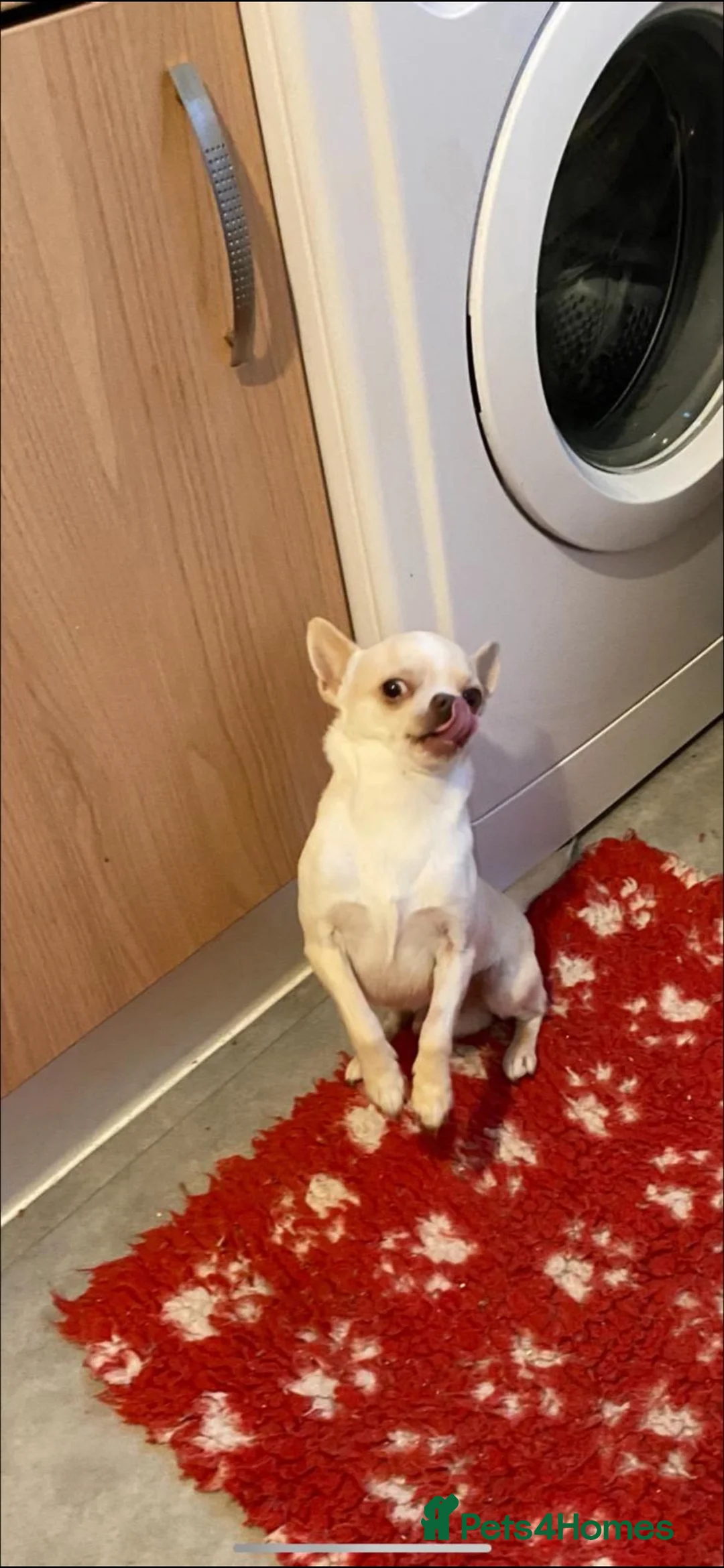 Chihuahua dogs for stud: kc stunning small boys stud only in Mansfield - Advert 4