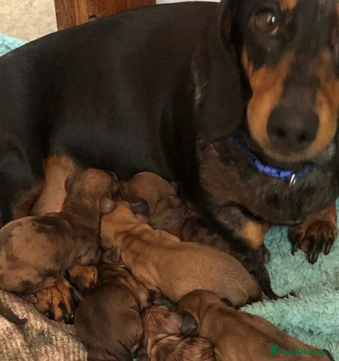 Dachshund dogs for sale: Dachshund puppies 🐾 - Advert 6