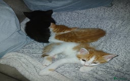 Mixed Breed cats for sale: Beautiful kittens ready  - Image 3