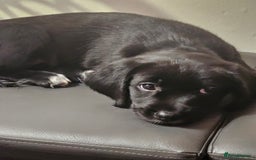 Labrador Retriever dogs for sale: Labrador female 10 months - Image 8