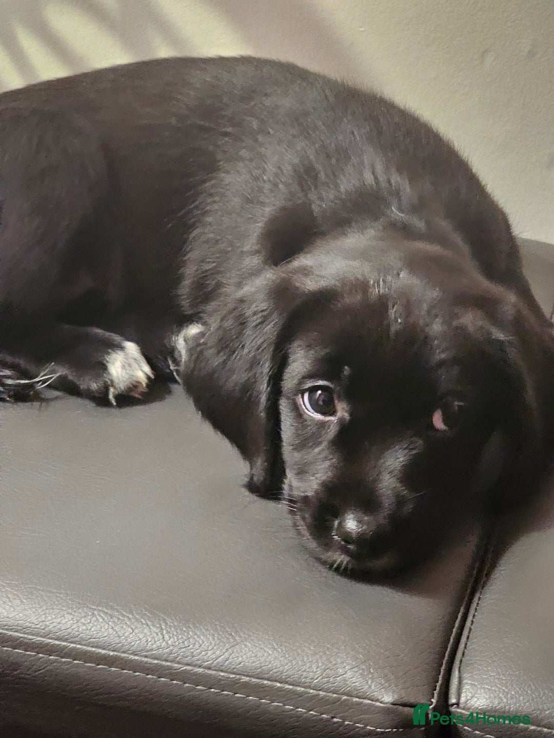 Labrador Retriever dogs for sale: Labrador female 10 months - Image 8